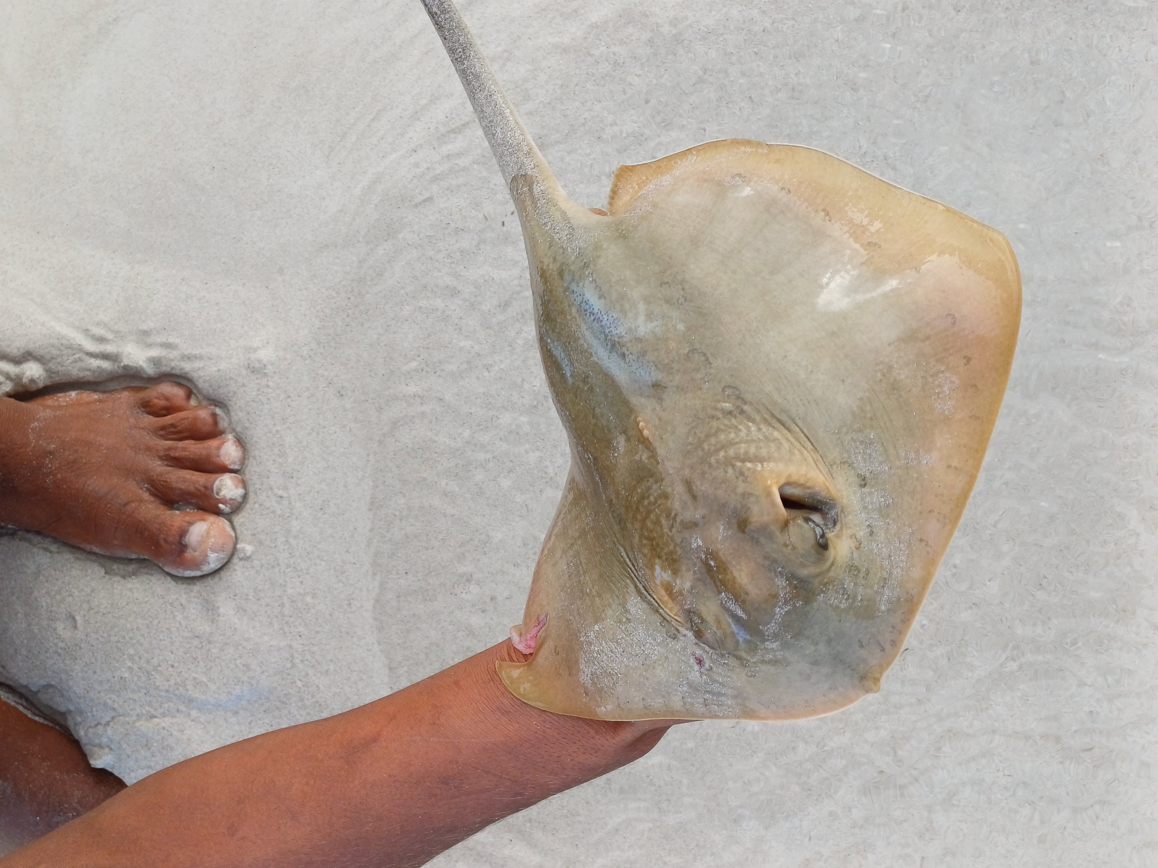 Новый Год (доп.группа) на Сокотре-обещание нового начала. 8 дней (53/88)