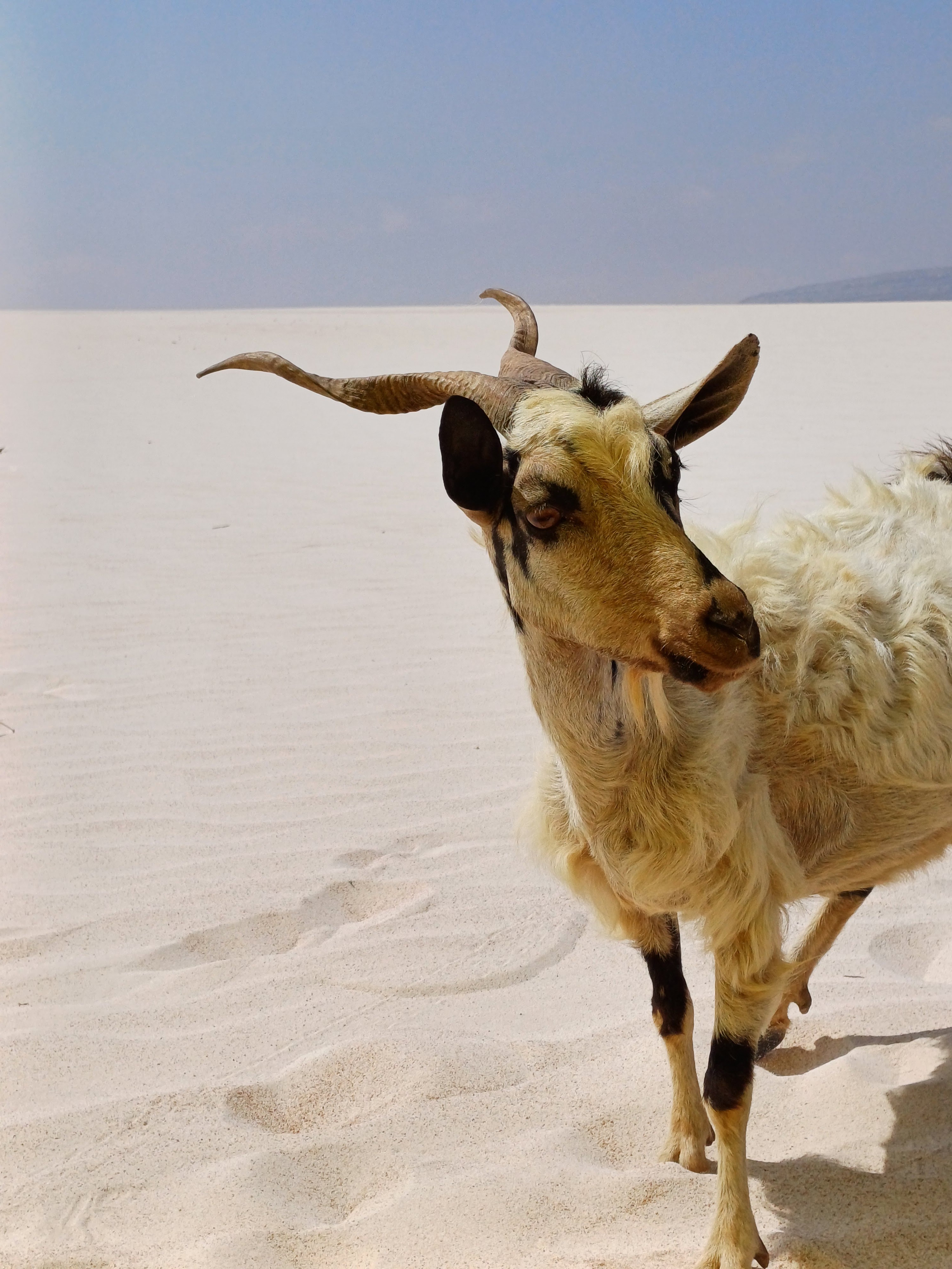 Новый Год (доп.группа) на Сокотре-обещание нового начала. 8 дней (49/88)