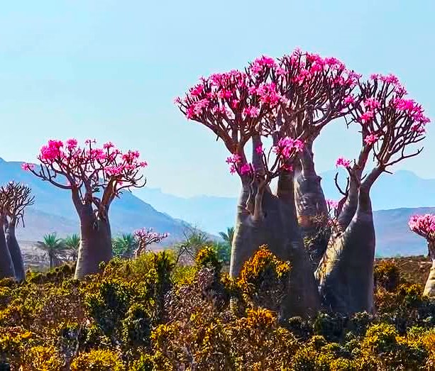 Новый Год (доп.группа) на Сокотре-обещание нового начала. 8 дней (38/88)