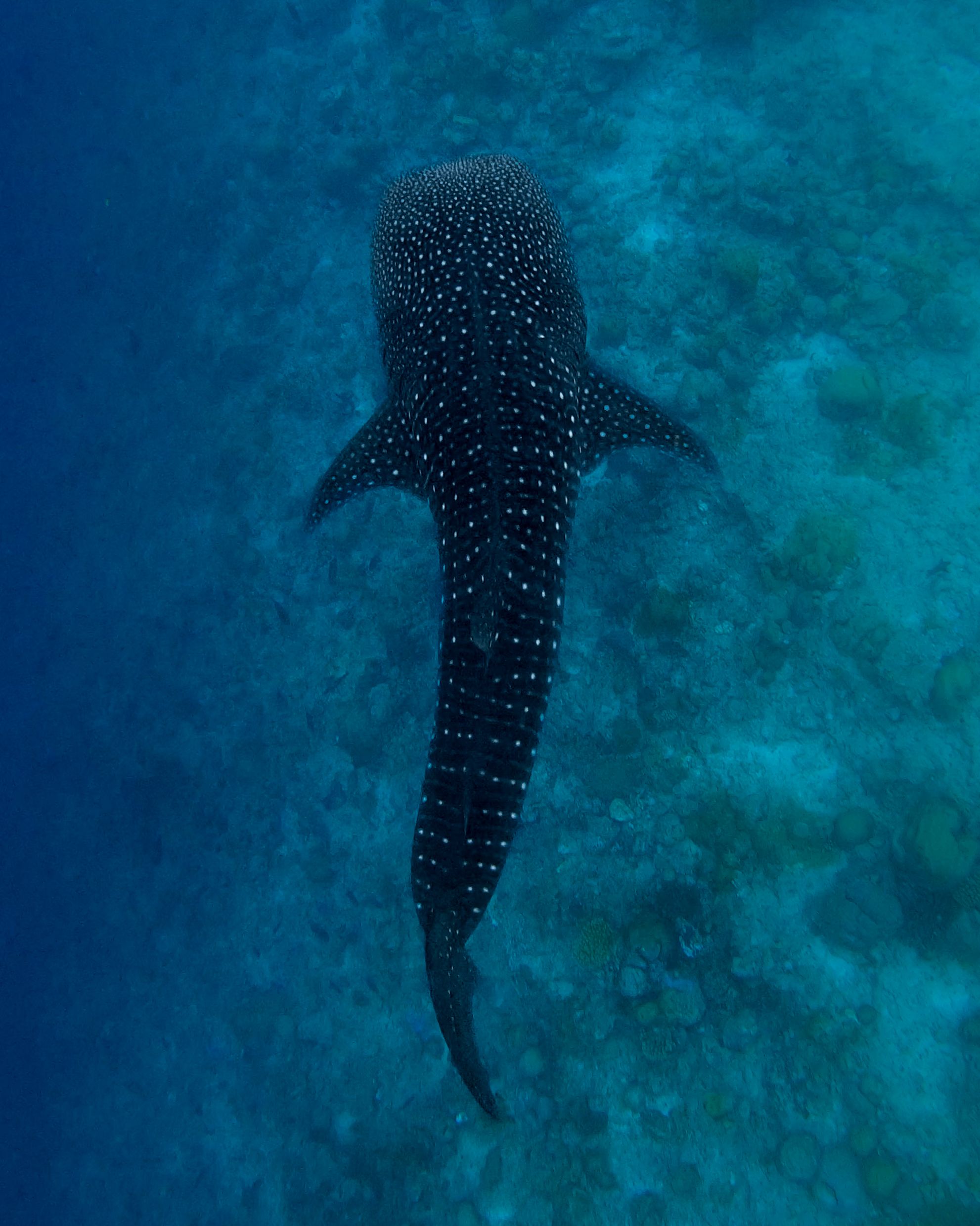 Мальдивы. Снорклинг & Фридайвинг: манты и акулы-няньки (6/9)