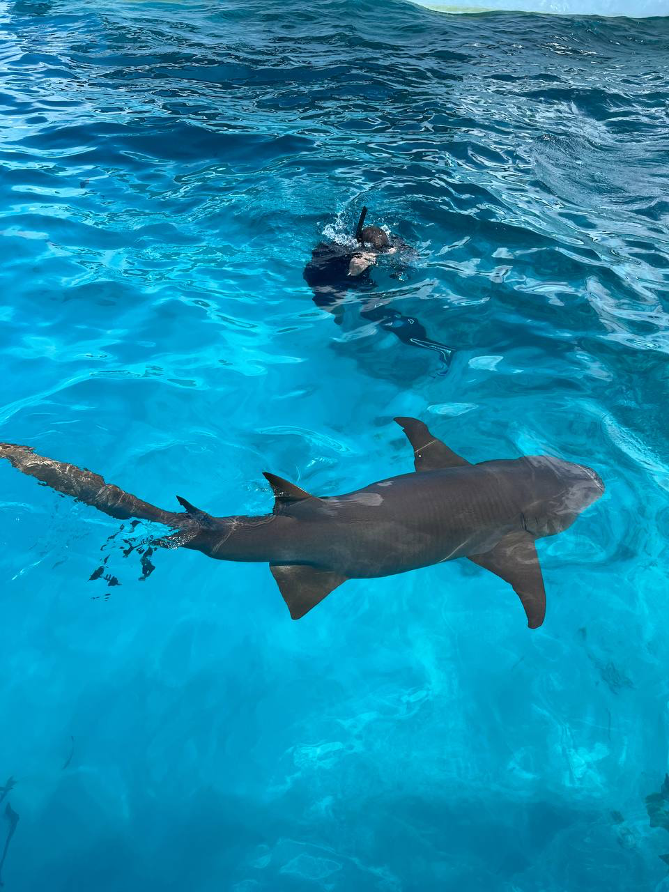 Мальдивы. Снорклинг & Фридайвинг: манты и акулы-няньки (2/9)