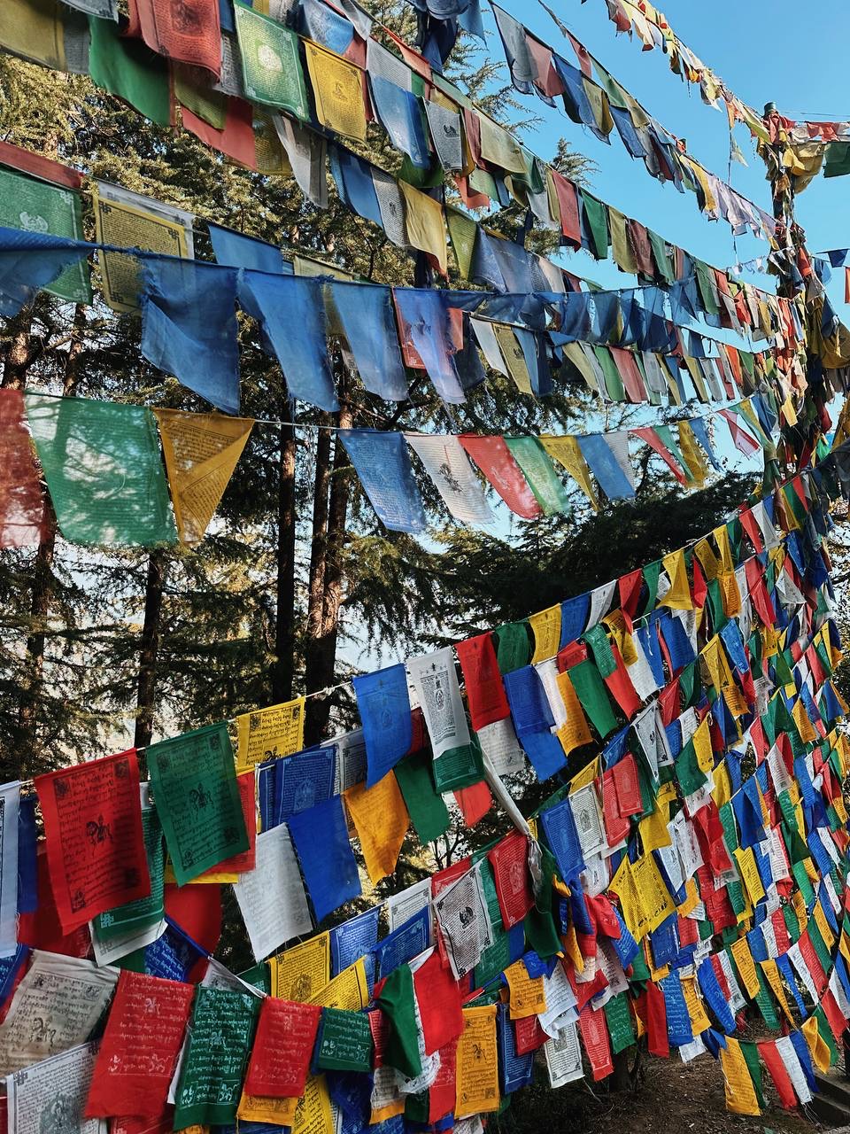 Гималаи. В гостях у Далай-Ламы + места силы Рериха (22/75)