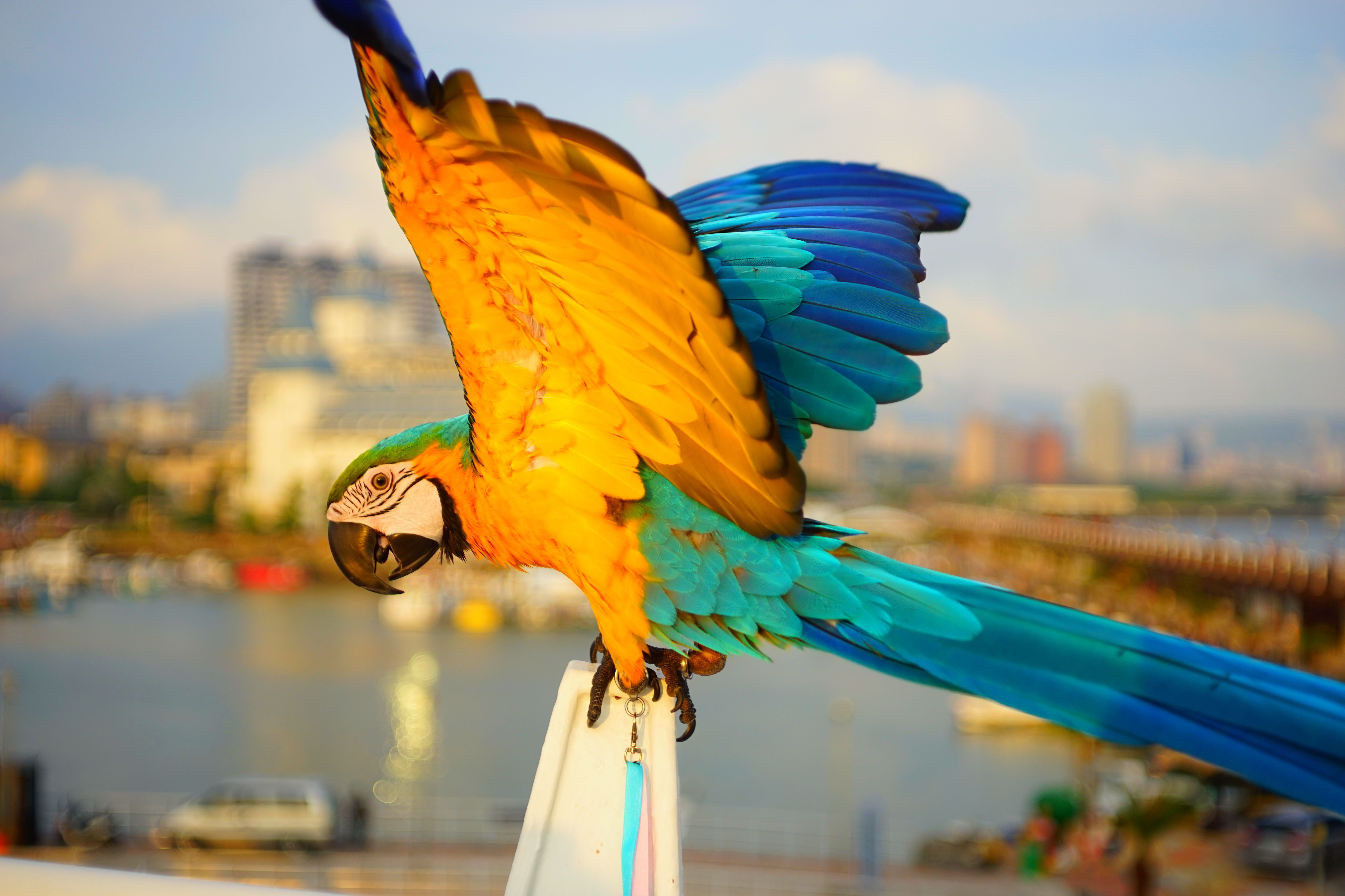 Венесуэла: к подножию Анхеля (включая внутренние перелёты) (12/42)