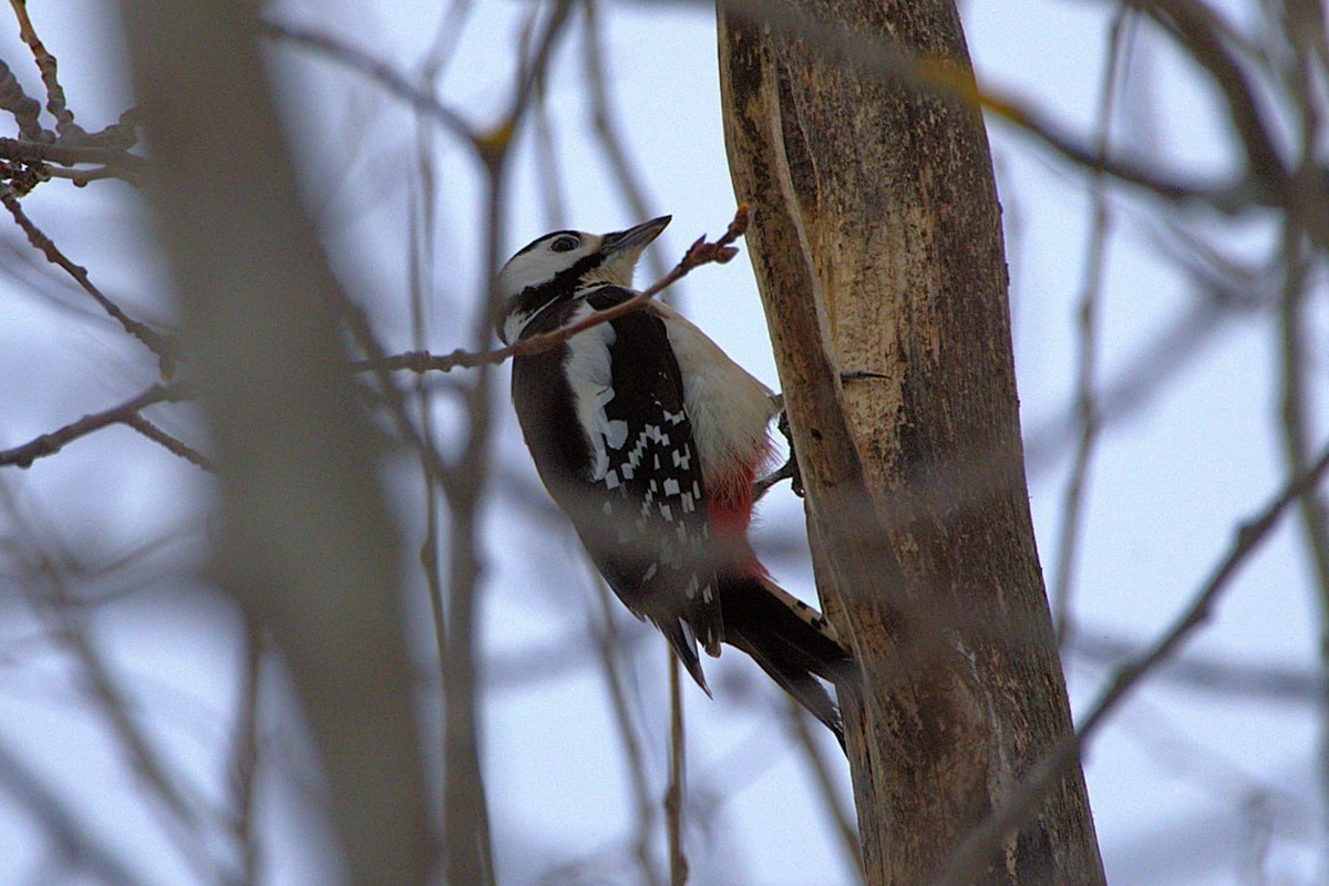 Лыжные каникулы на русском Севере (9/24)