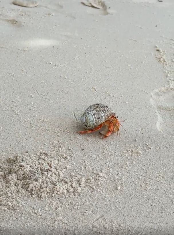 Отпуск для семьи: увлекательный тур под парусом на Сейшелах (8/37)