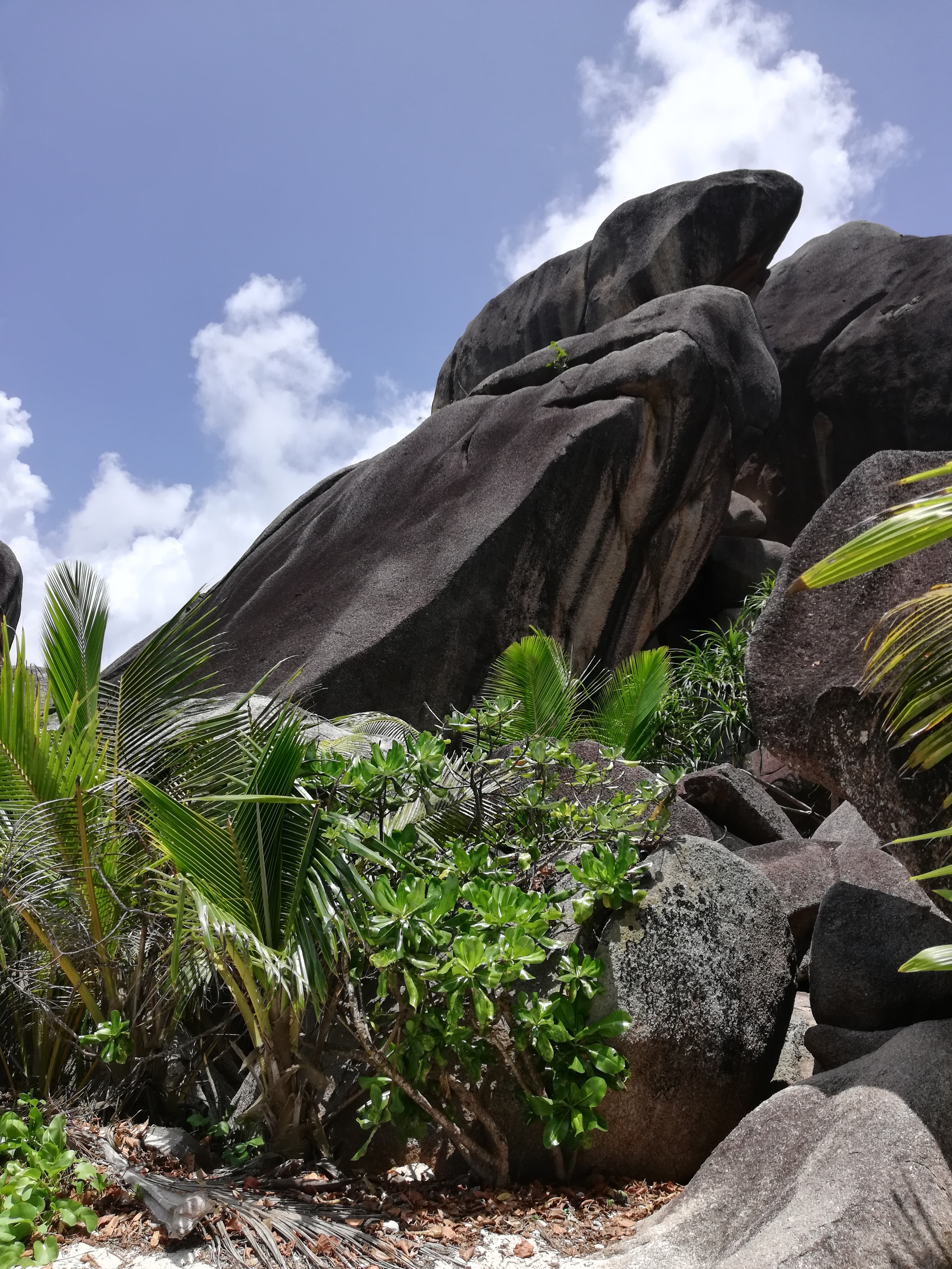 Сейшелы - приключение по островам (10/16)