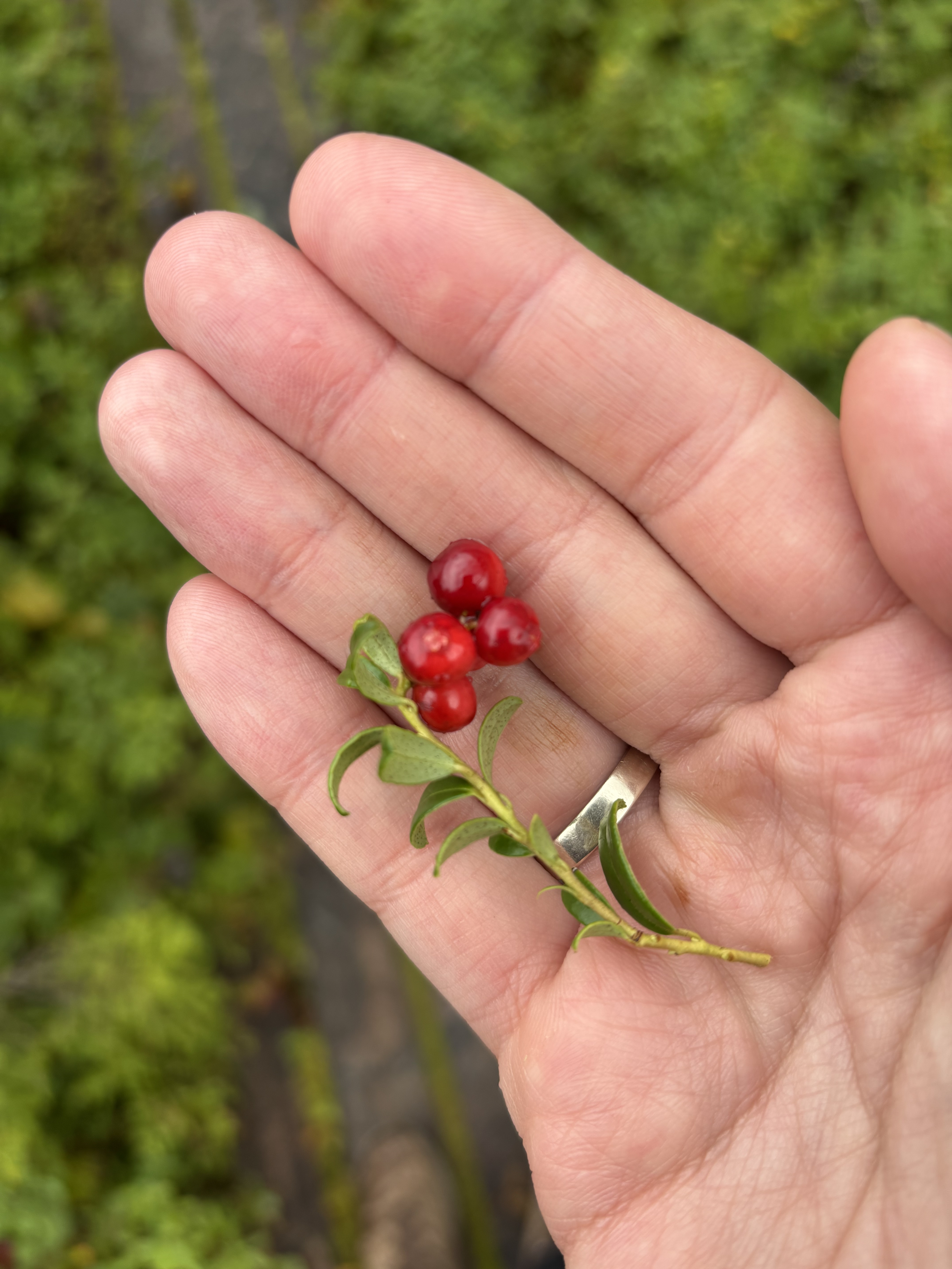 Летняя кругосветка на Кольском: полное северное погружение за 7 дней (22/43)