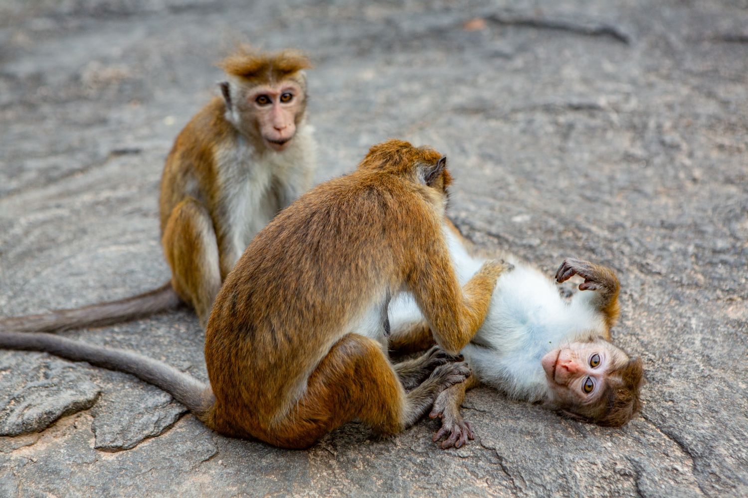 Тур в Шри Ланку на 8 дней (5 дней экскурсии + 3 дня пляж) (10/43)