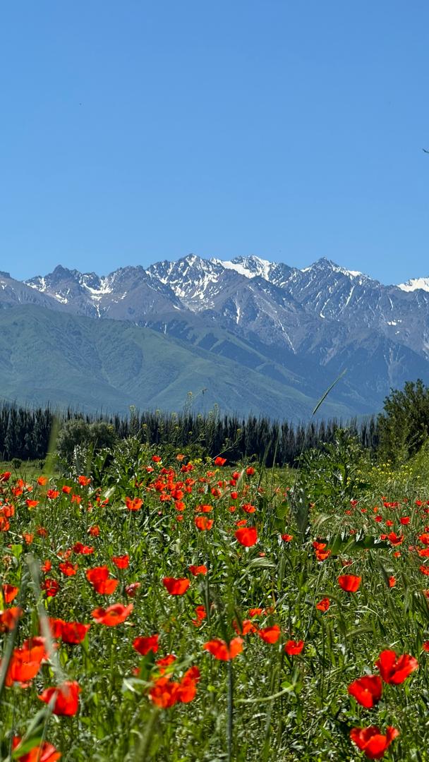 Киргизия: фантастика цветущих тюльпанов