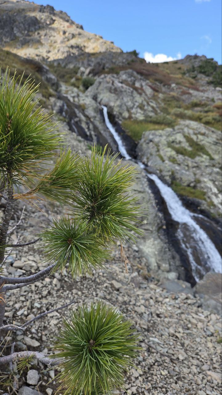 Сибирское здоровье (11/13)