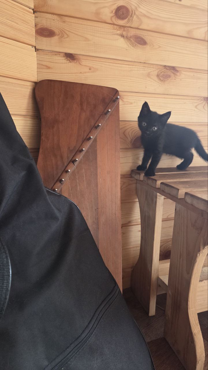 Сибирское здоровье (5/13)