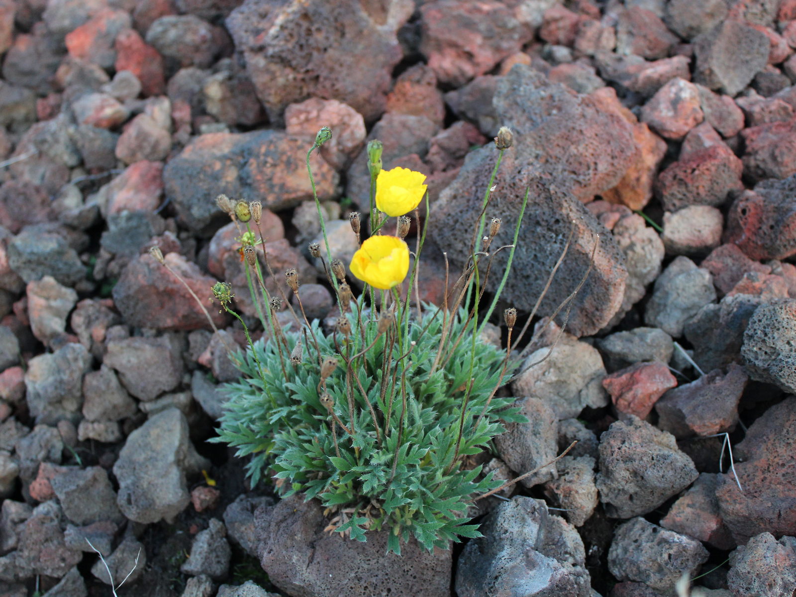 Камчатская экспедиция (9/11)