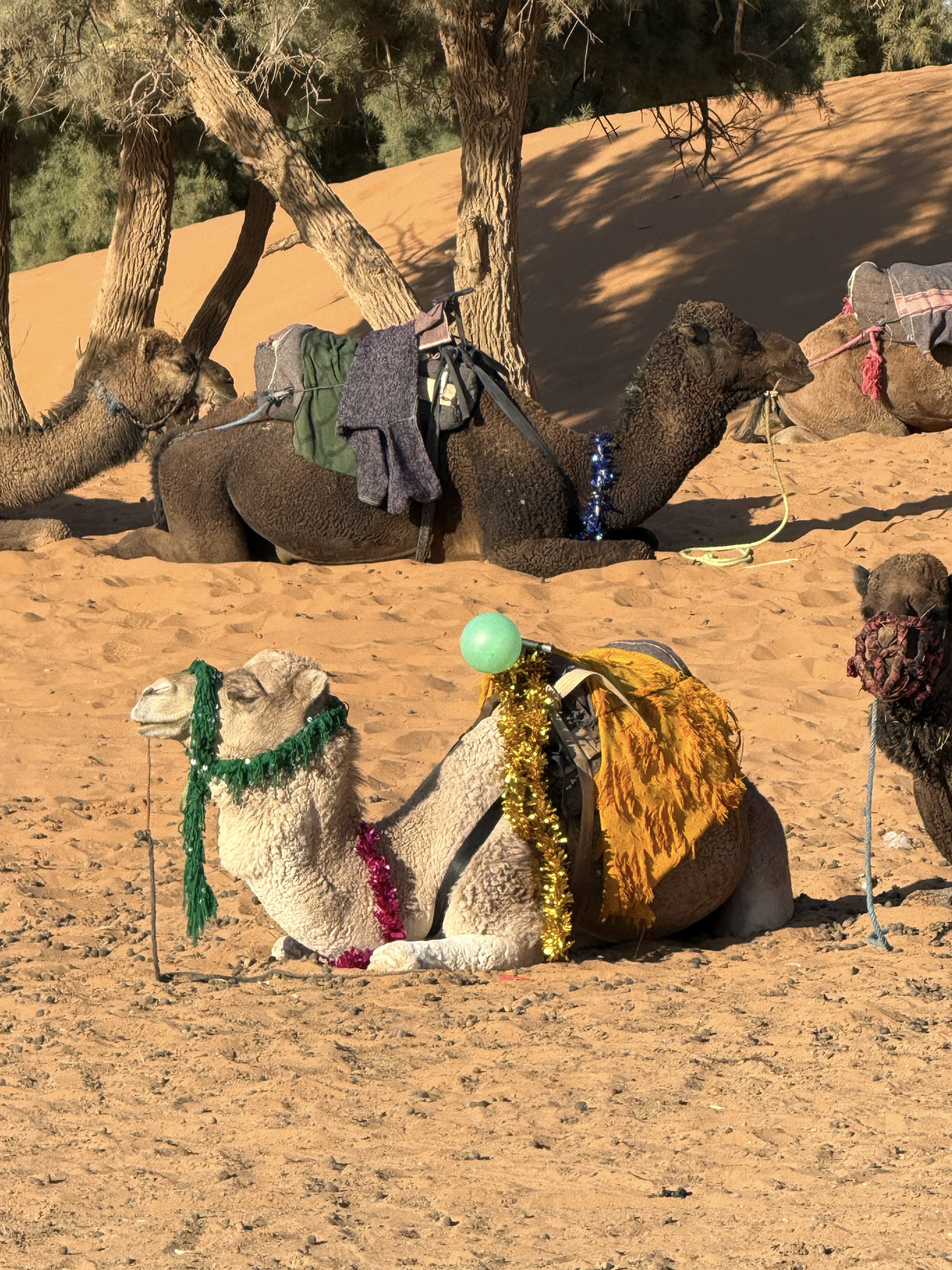 Новый год в Сахаре! 10 дней.Всё самое интересное в Марокко. (12/59)