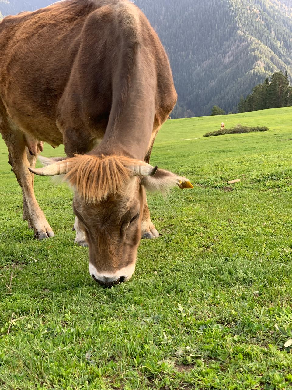 Колоритная Сванетия+Батуми. Тур-погружение в культуру и жизнь! (60/87)