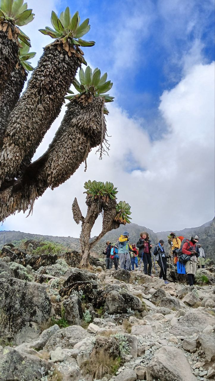 Килиманджаро по маршруту Мачаме (7/9)