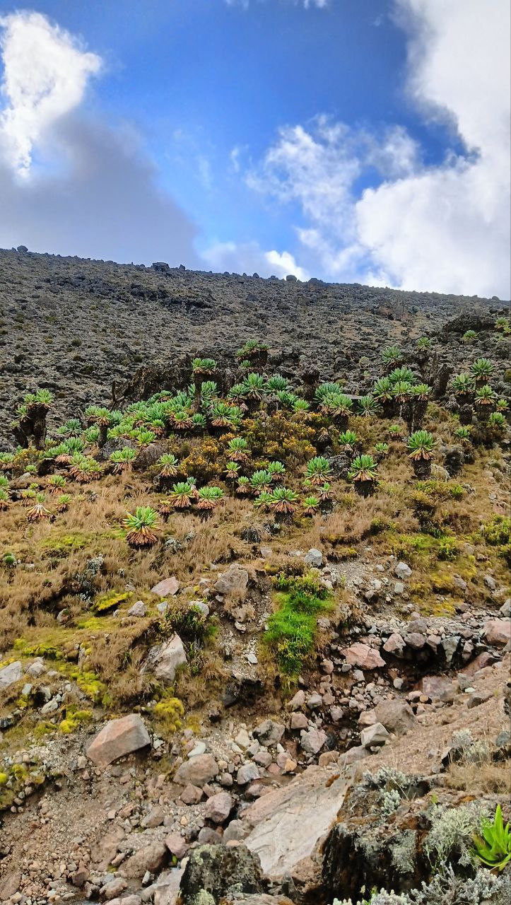 Килиманджаро по маршруту Мачаме (5/9)