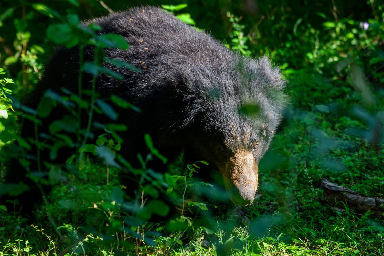 Тур в Шри Ланку на 10 дней (06 дней экскурсии + 04 дня пляж) (31/68)