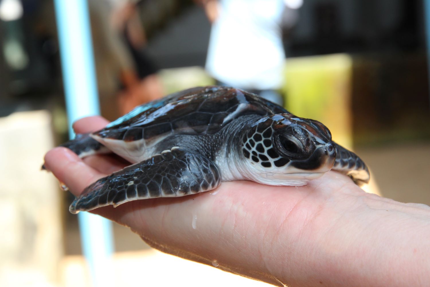 Тур в Шри Ланку на 10 дней (06 дней экскурсии + 04 дня пляж) (40/68)