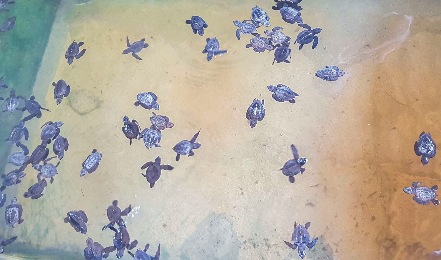 Тур в Шри Ланку на 10 дней (06 дней экскурсии + 04 дня пляж) (41/68)