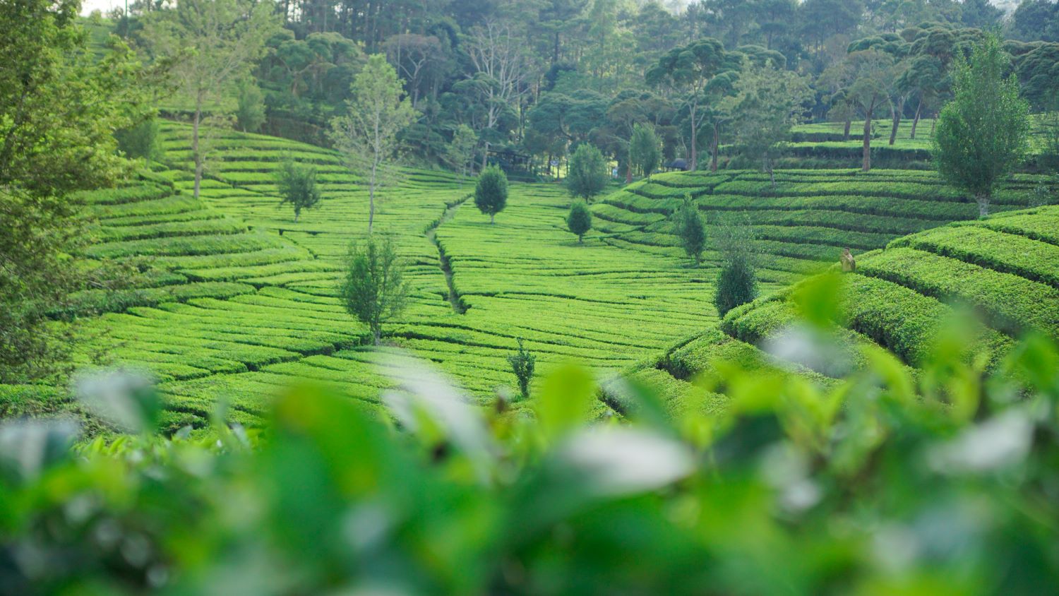 Тур в Шри Ланку на 8 дней (5 дней экскурсии + 3 дня пляж) (16/43)