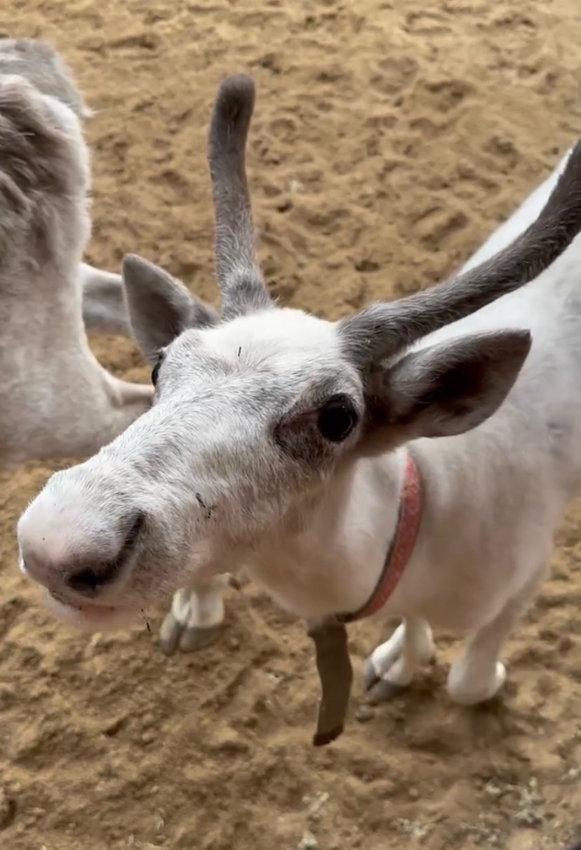 Сила Природы и Спа: открой для себя Карелию за выходные (16/19)