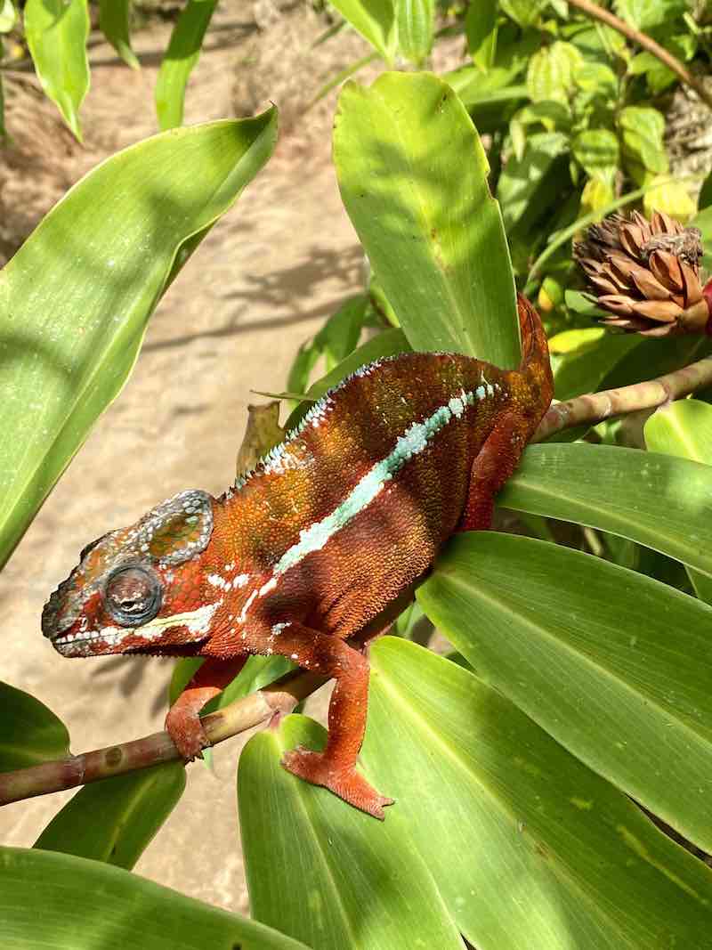 Мадагаскар - страна лемуров и баобабов (10/60)