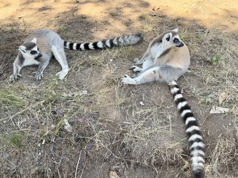 Мадагаскар - страна лемуров и баобабов (22/60)
