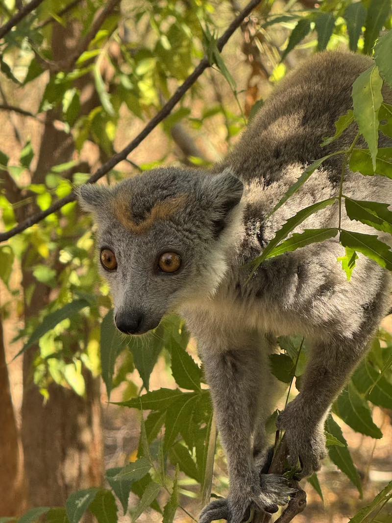 Мадагаскар - страна лемуров и баобабов (4/60)