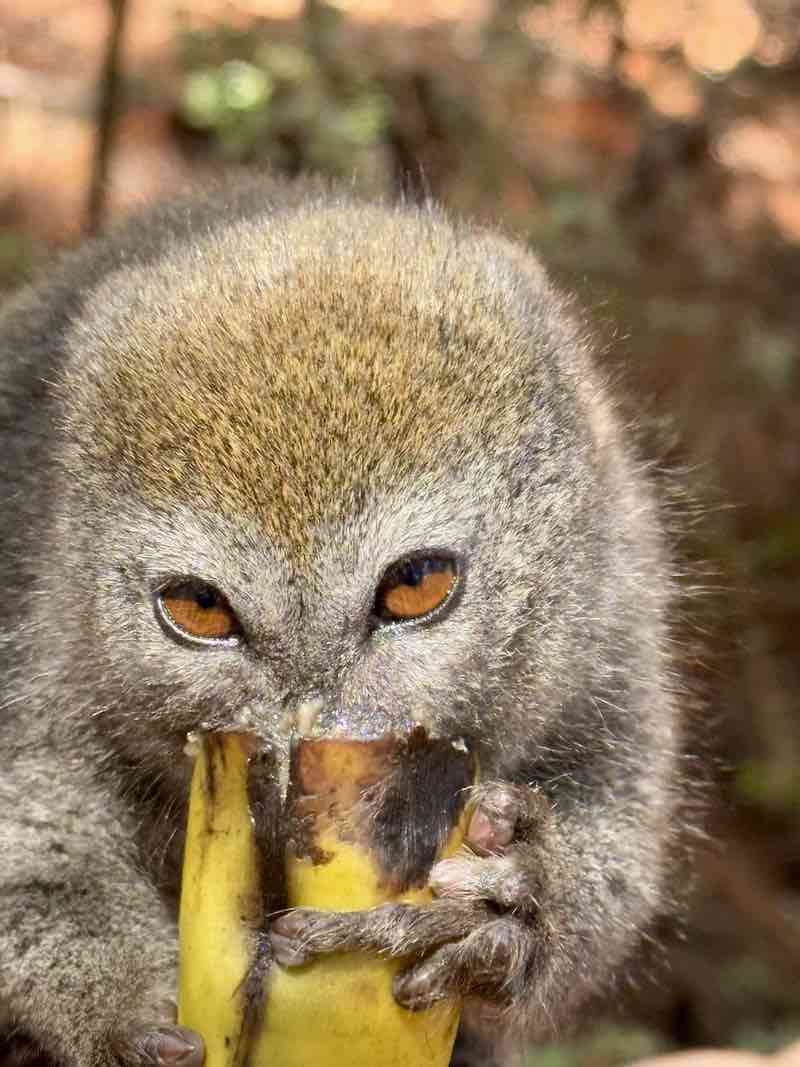 Мадагаскар - страна лемуров и баобабов (18/60)
