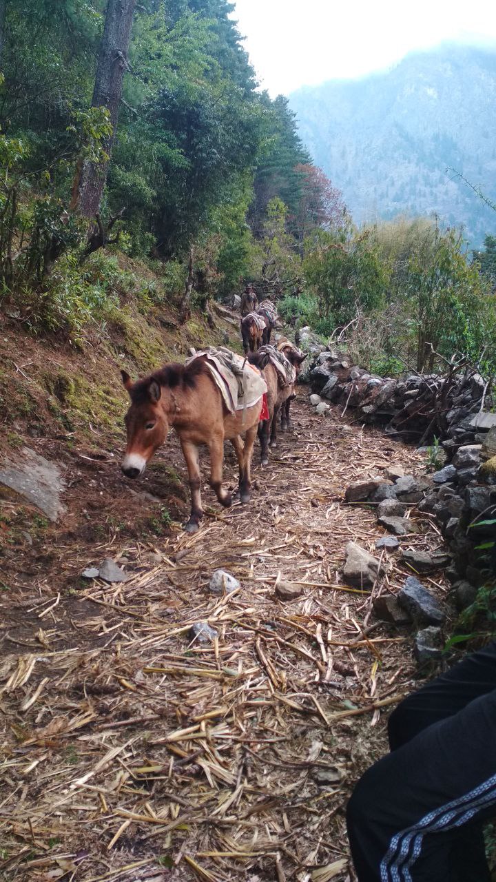 Трекинг вокруг Аннапурны +нац.парк Читван (15/55)