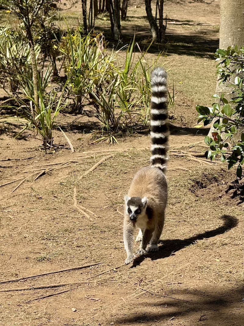 Мадагаскар - страна лемуров и баобабов (21/60)