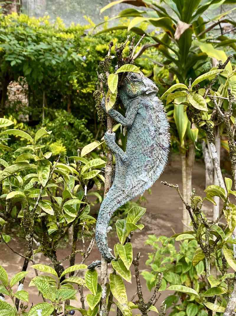 Мадагаскар - страна лемуров и баобабов (12/60)