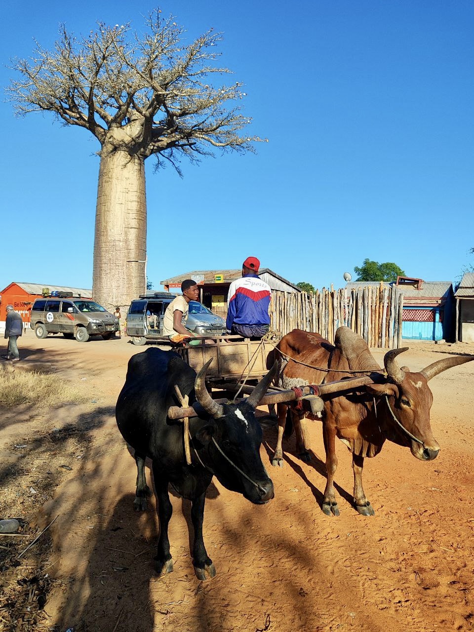 Мадагаскар - страна лемуров и баобабов (23/60)