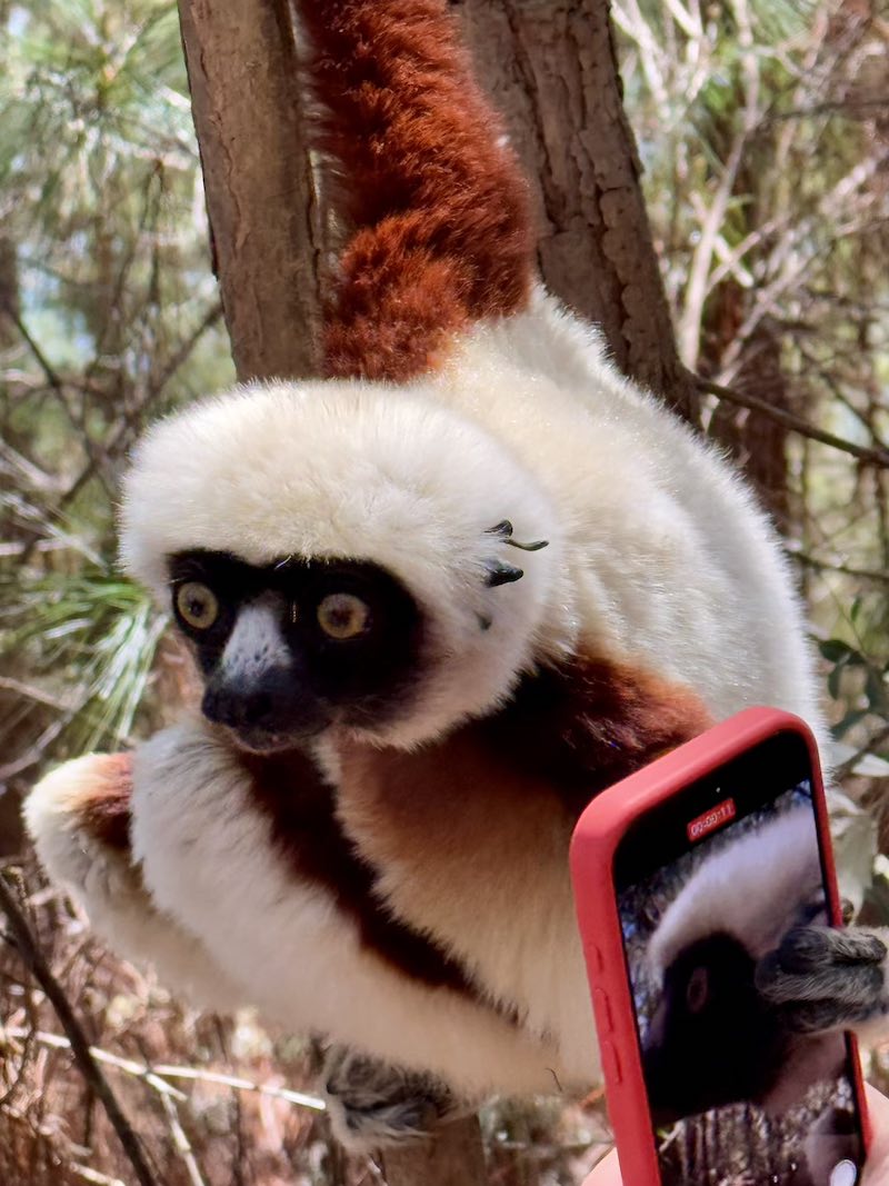 Мадагаскар - страна лемуров и баобабов (17/60)