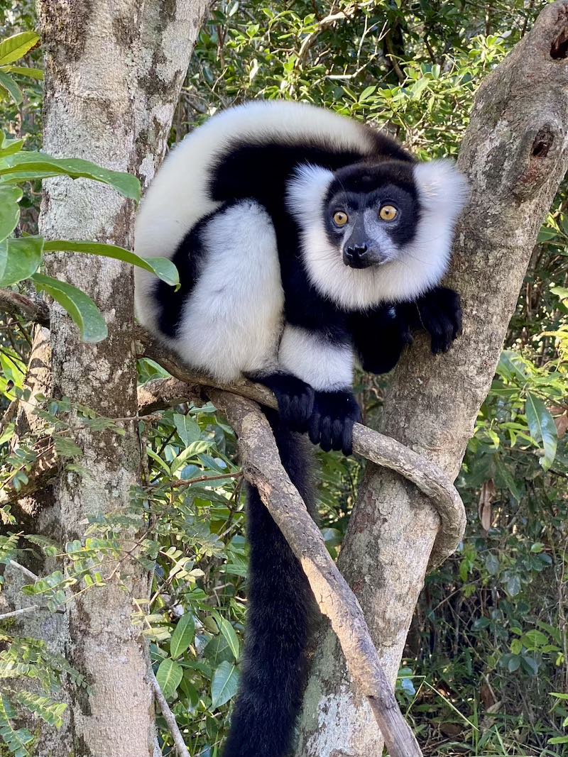 Мадагаскар - страна лемуров и баобабов (3/60)