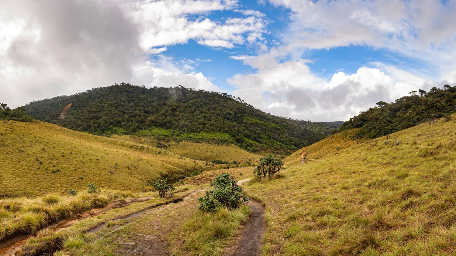 Чарующая Красота Гор Шри Ланкийский и Дикая Природа. (11/34)