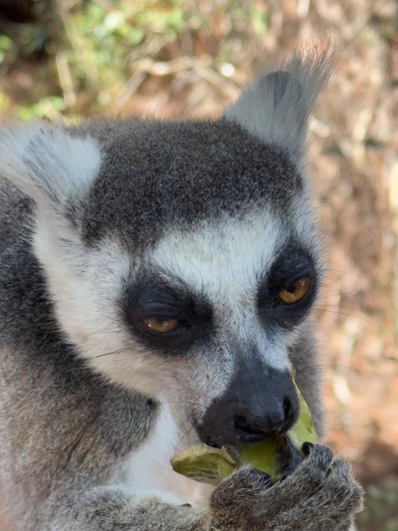 Мадагаскар - страна лемуров и баобабов (19/60)