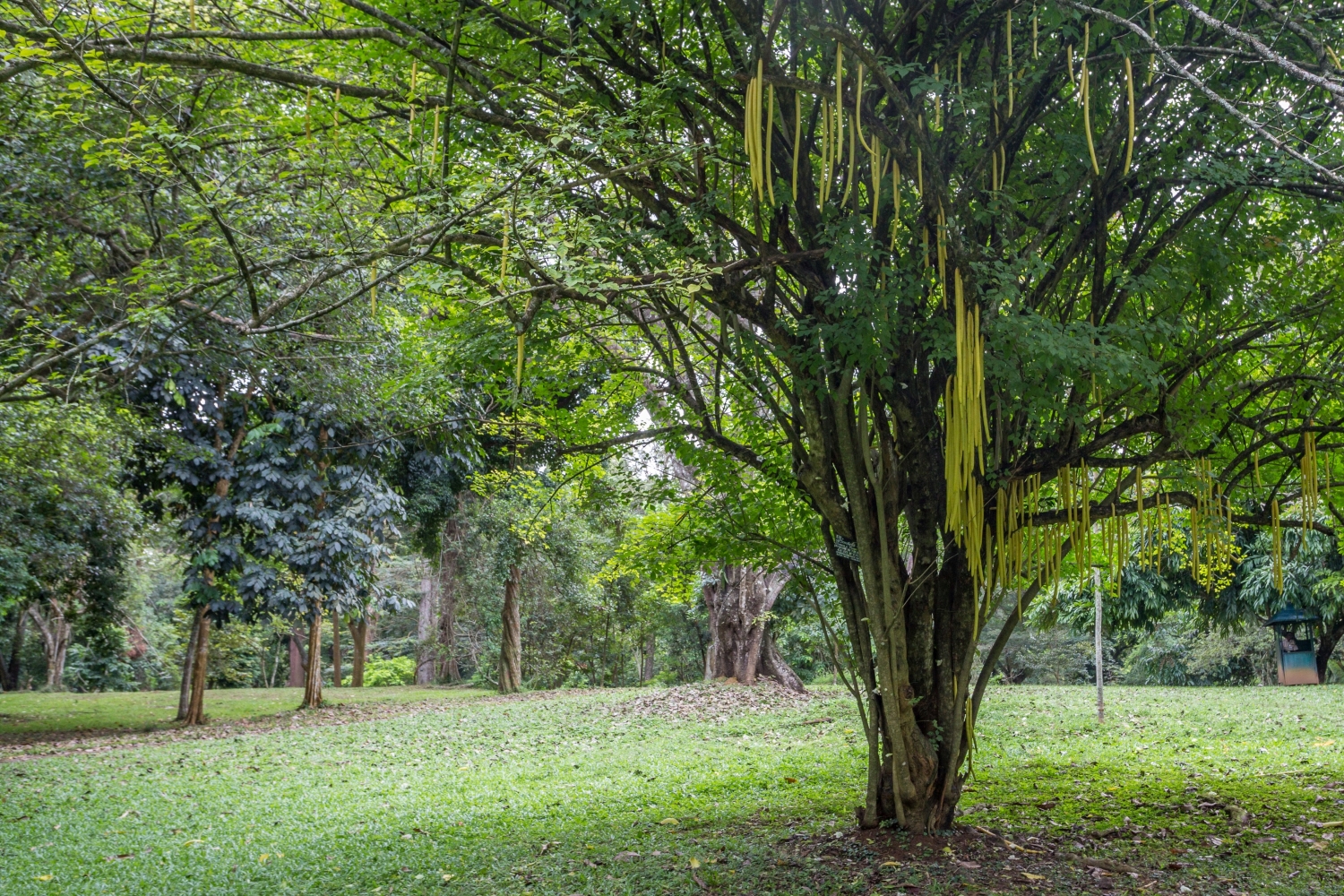 Чарующая Красота Гор Шри Ланкийский и Дикая Природа. (5/34)