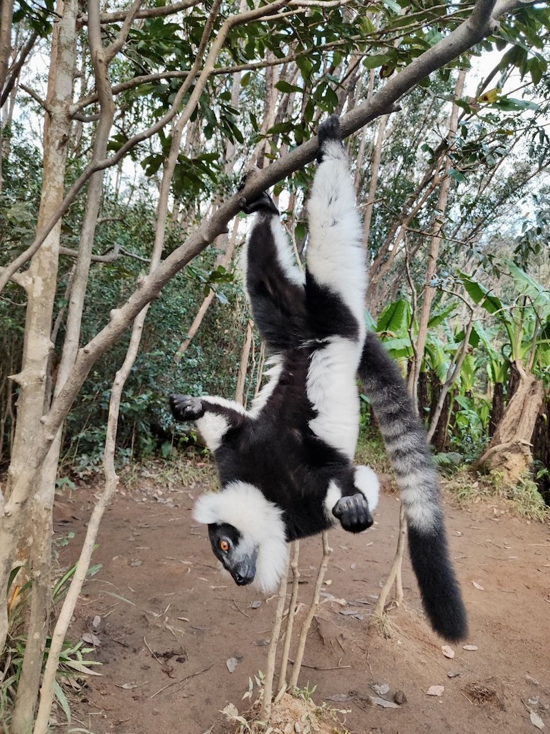 Мадагаскар - страна лемуров и баобабов (20/60)