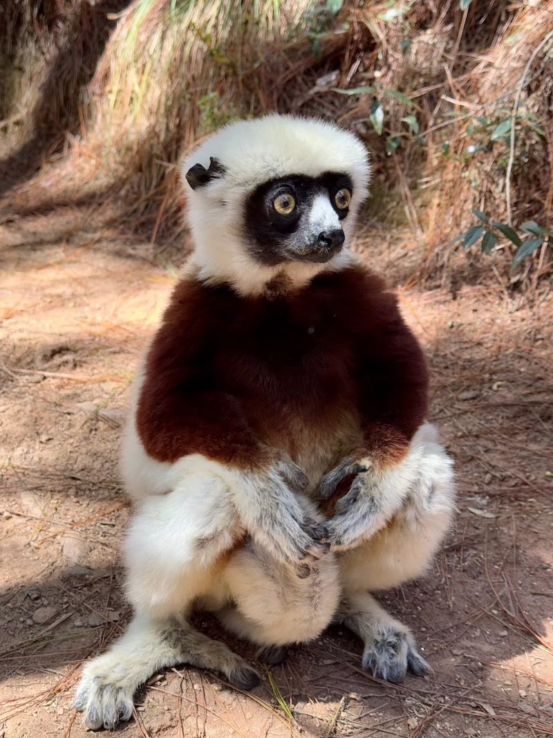 Мадагаскар - страна лемуров и баобабов (2/60)