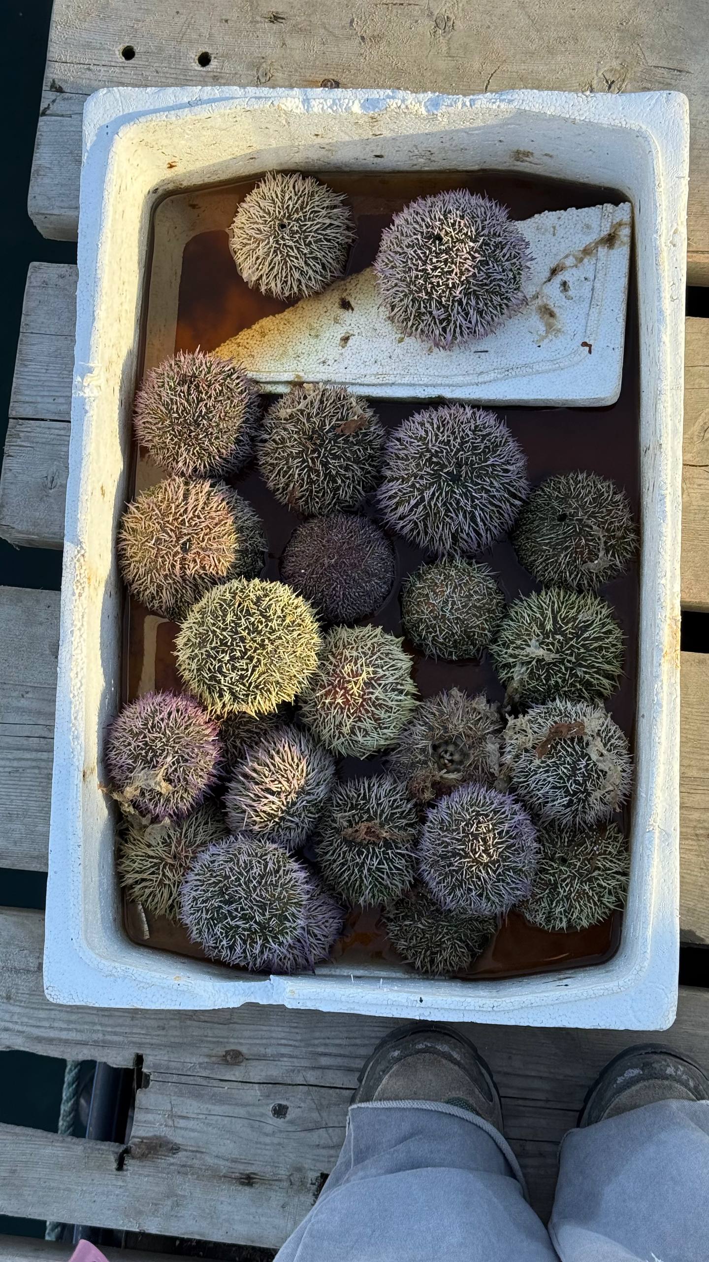 Териберка. Майские на максималку. Все включено: баня, море, рыбалка (37/58)