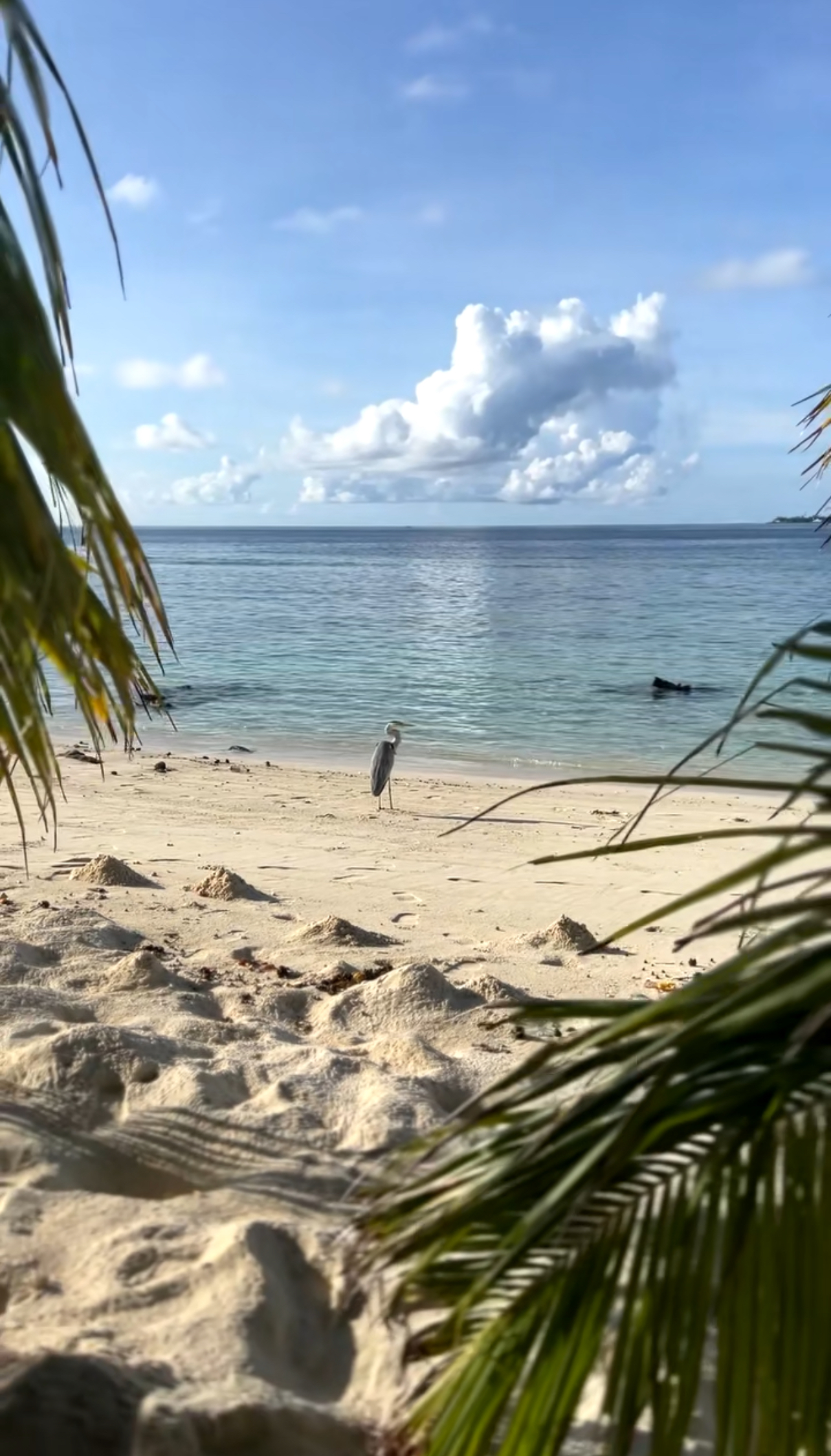 Мальдивы. Океан, Который Невозможно Забыть (4/26)