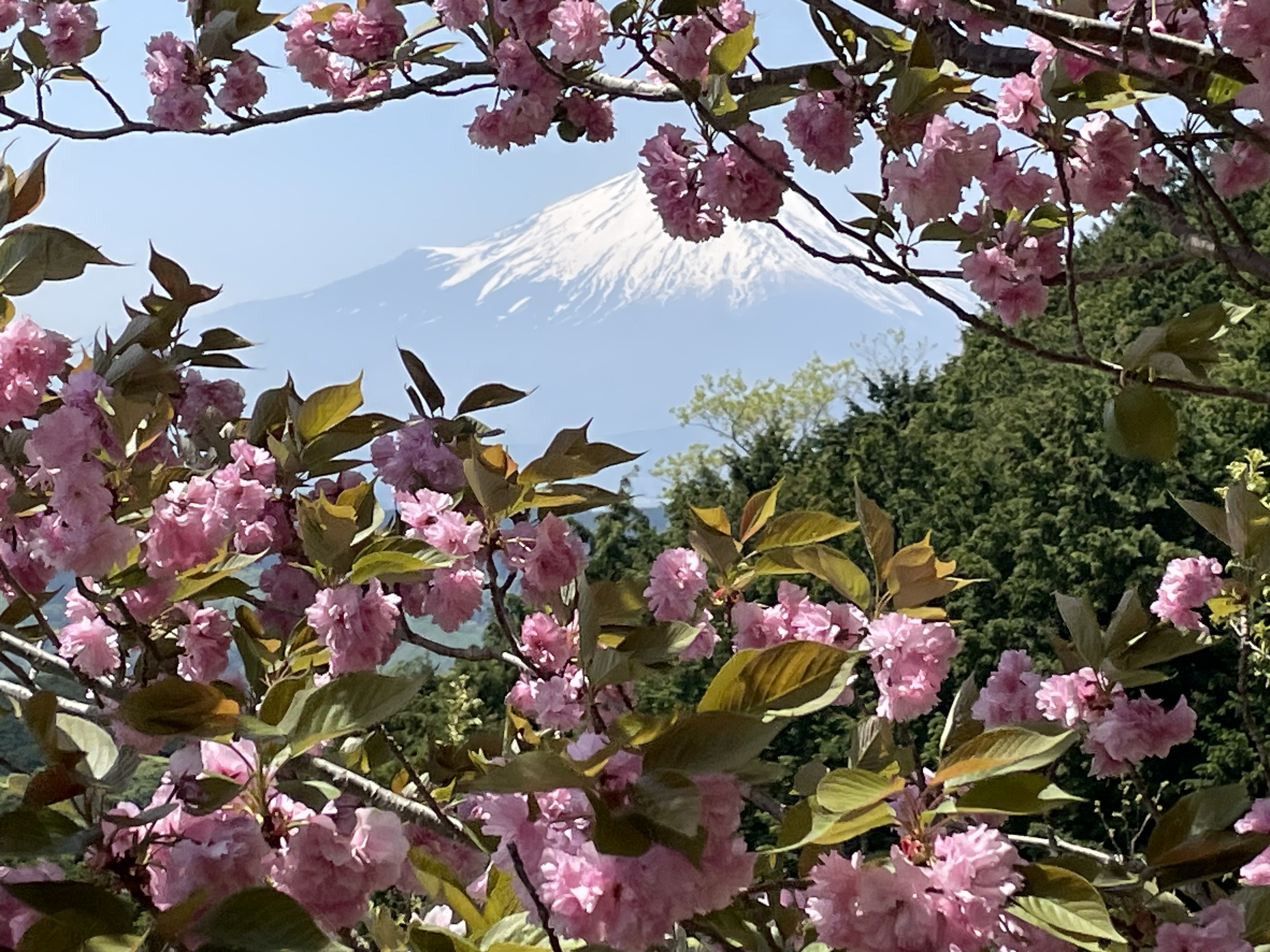Япония : вечно прекрасная сакура 2025