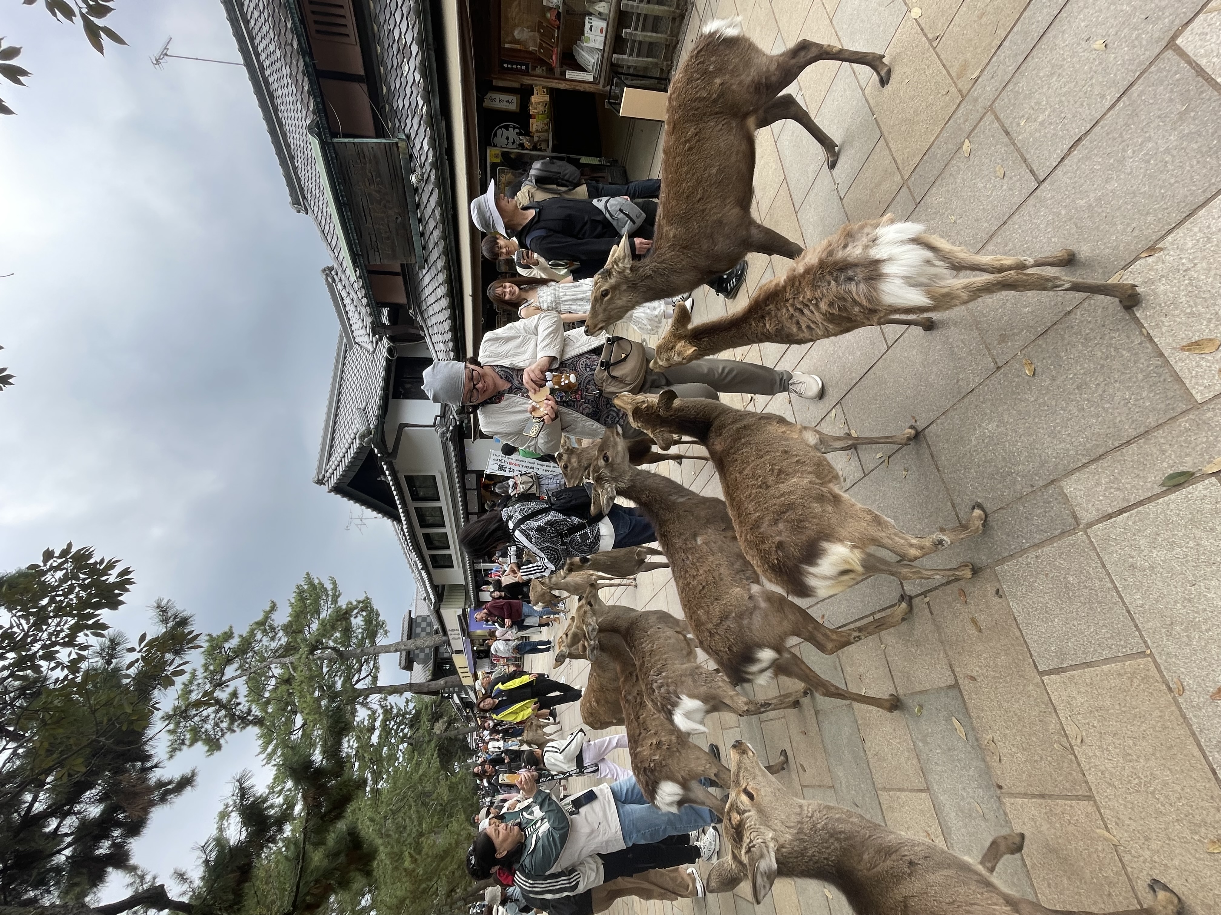 Новогодние каникулы в Японии:  5 городов, гора Фудзи (32/35)