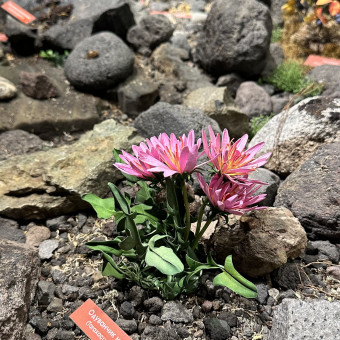 Актив-тур Вулканы, медведи, океан, Камчатский край (32/33)