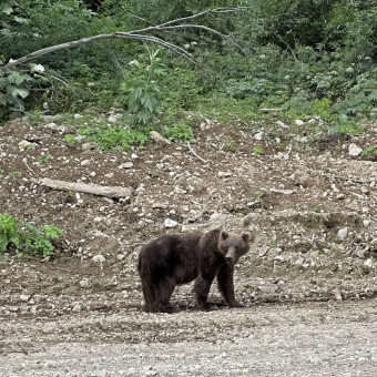 Актив-тур Вулканы, медведи, океан, Камчатский край (13/33)