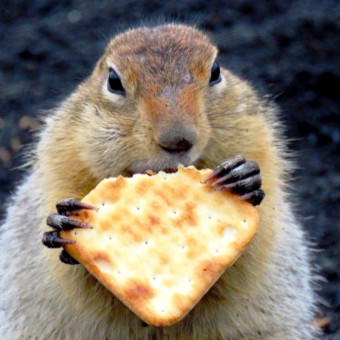 Актив-тур Вулканы, медведи, океан, Камчатский край (14/33)