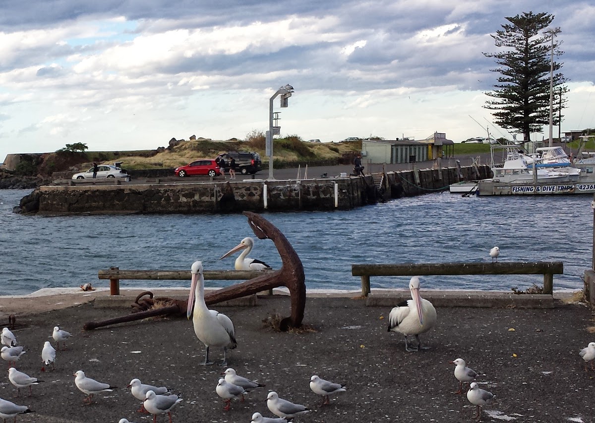 Частный тур Захватывающее путешествие вдоль южного побережья Сиднея (7/19)