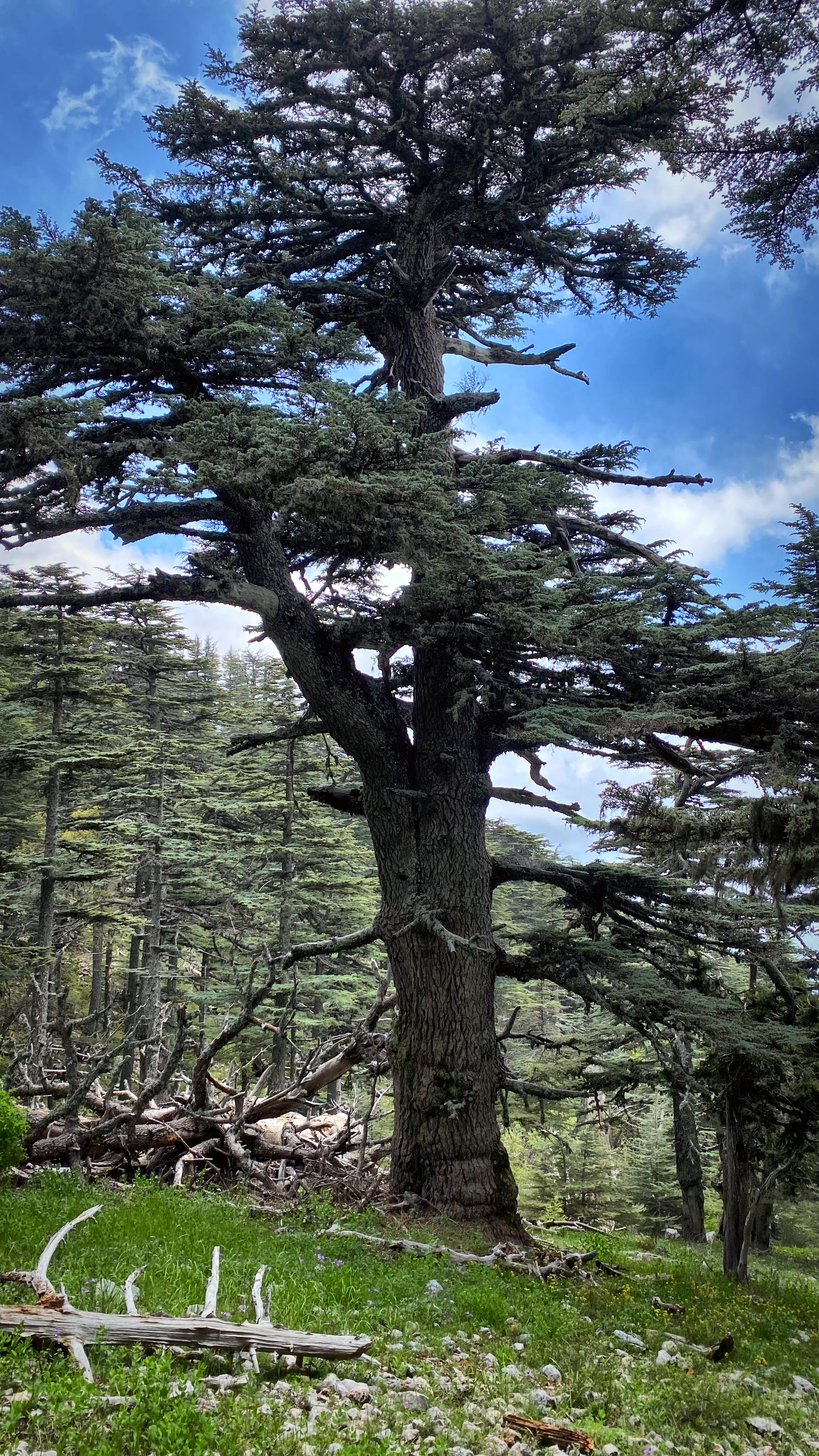 Йога-тур в Турцию. По следам Ликийской тропы, встреча с Лакшми. (32/122)