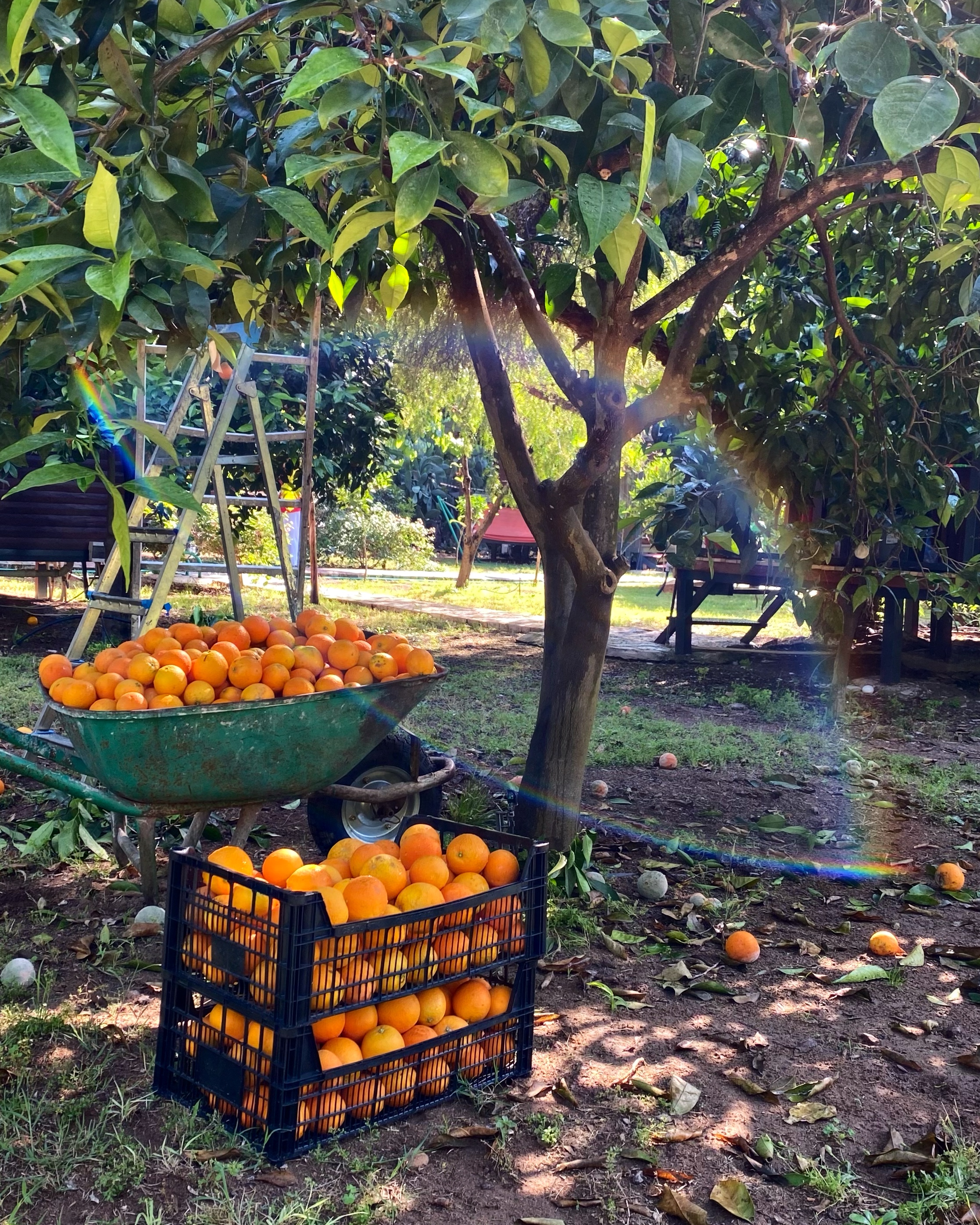 Йога-тур в Турцию. По следам Ликийской тропы, встреча с Лакшми. (79/122)